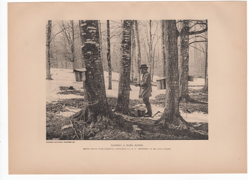 Tapping a Hard Maple. Maple Grove near Norwich, Chenango Co., N.Y. Property of Mr. Seth Chapin.